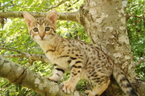 Savannah Kittens for Sale - Savannah Breeder