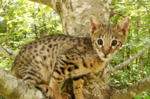 Savannah Kittens for Sale - Savannah Breeder