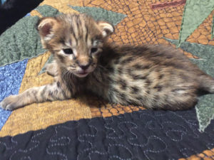 Savannah Kittens for Sale - Talia