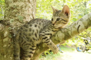 Savannah Kittens for Sale