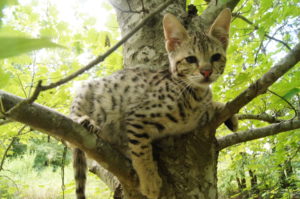 Savannah Kittens for Sale