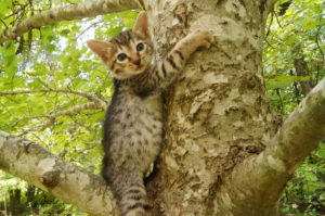 Savannah Kittens for Sale