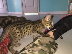 Savannah Kittens for Sale