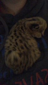 Savannah Kitten for Sale