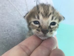 Savannah Kittens for Sale