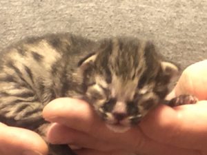 Savannah Kitten for Sale - F2