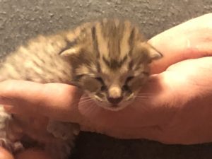 Savannah Kitten for Sale - F2