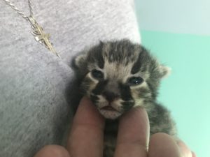 Savannah Kittens for Sale