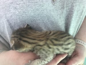 Savannah Kittens for Sale