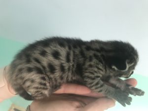 Savannah Kittens for Sale